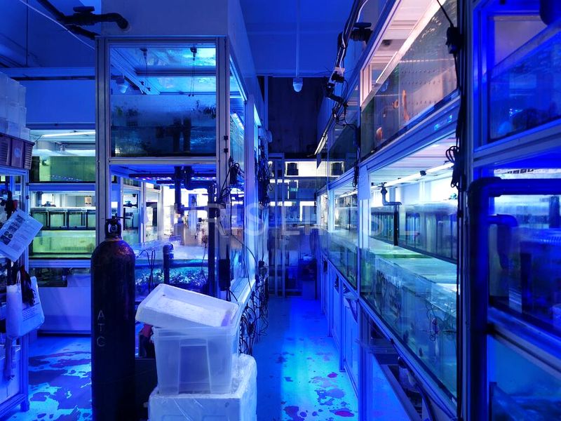 Shop / Shophouse for Rent: Aquarium Shop on Lavender Street - Image 4