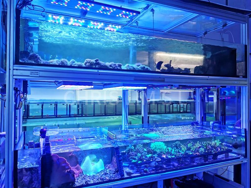 Shop / Shophouse for Rent: Aquarium Shop on Lavender Street - Image 3