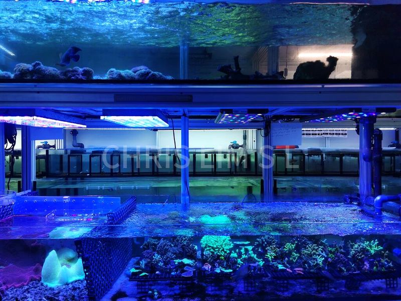 Shop / Shophouse for Rent: Aquarium Shop on Lavender Street - Image 2