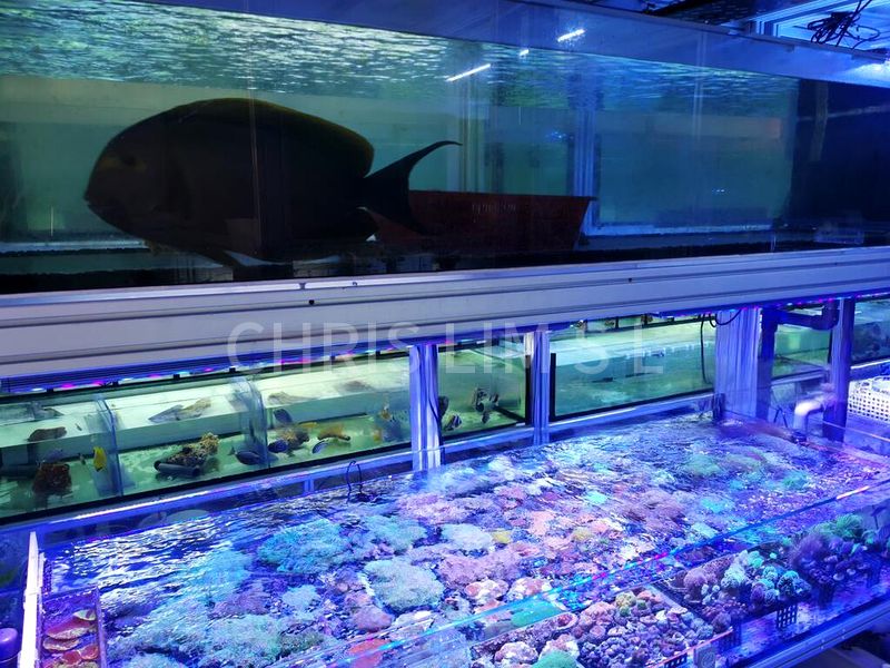 Shop / Shophouse for Rent: Aquarium Shop on Lavender Street - Image 1