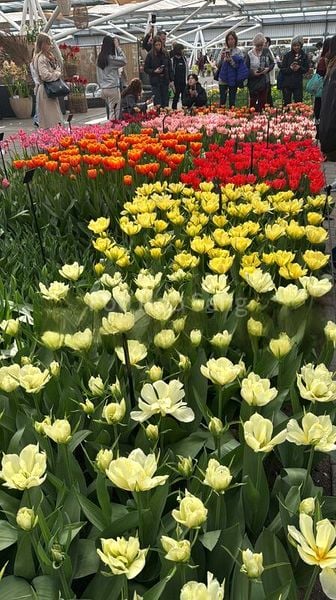 4 Bed Condo for Rent in  The Claymore - Image 17