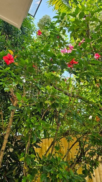 6 Bed Semi-Detached House (Landed) for Rent in  One Tree Hill - Image 9