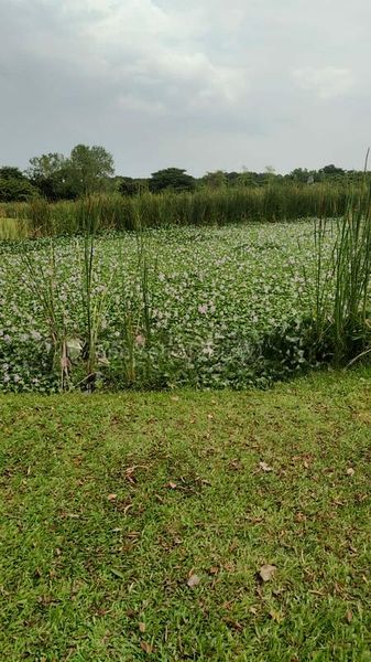 7 Bed Bungalow (Landed) for Sale in  Caldecott Hill Estate - Image 3