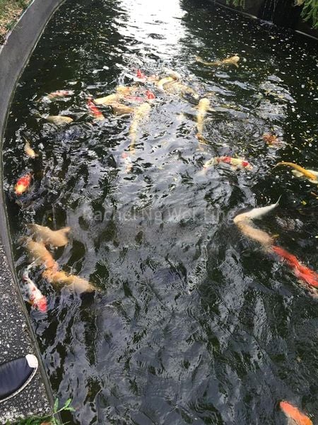 Room (Condo) for Rent in  Bullion Park - Image 6