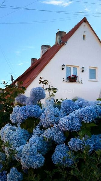 4 Bed Bungalow (Landed) for Sale in  Keng Chin Road - Image 10