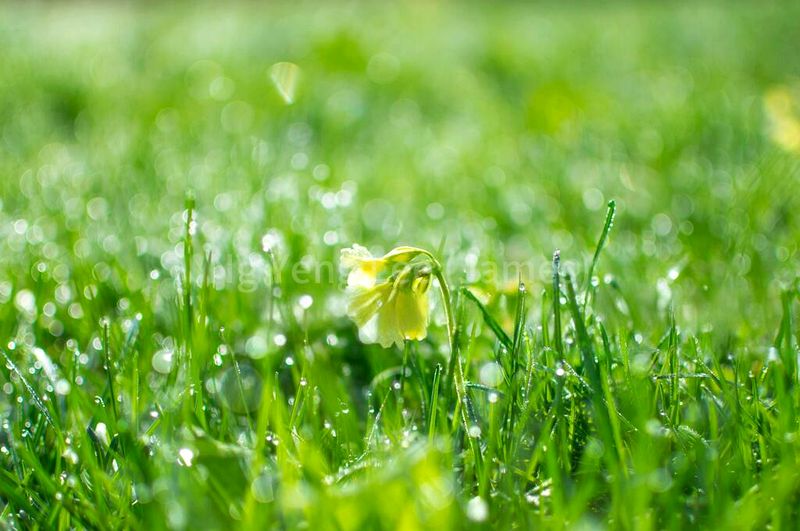 4 Bed Bungalow (Landed) for Sale in  Keng Chin Road - Image 9