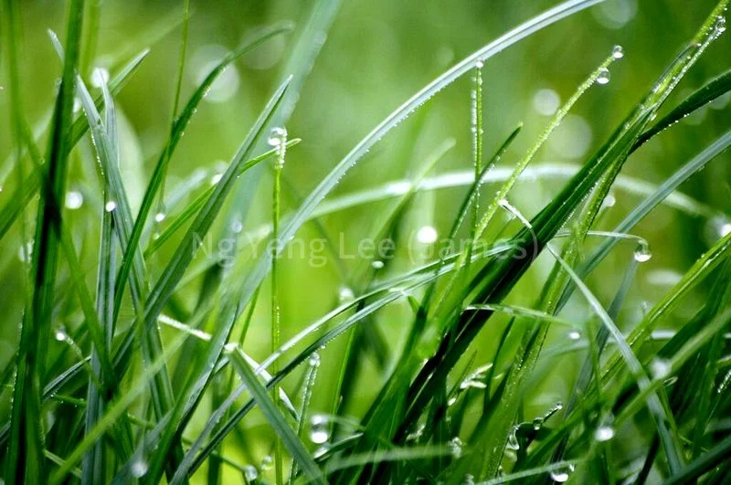 4 Bed Bungalow (Landed) for Sale in  Keng Chin Road - Image 1