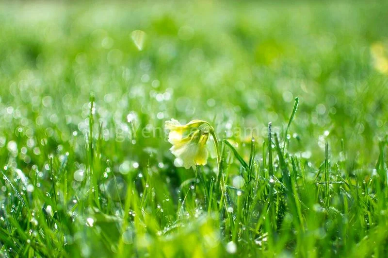 4 Bed Bungalow (Landed) for Sale in  Keng Chin Road - Image 12