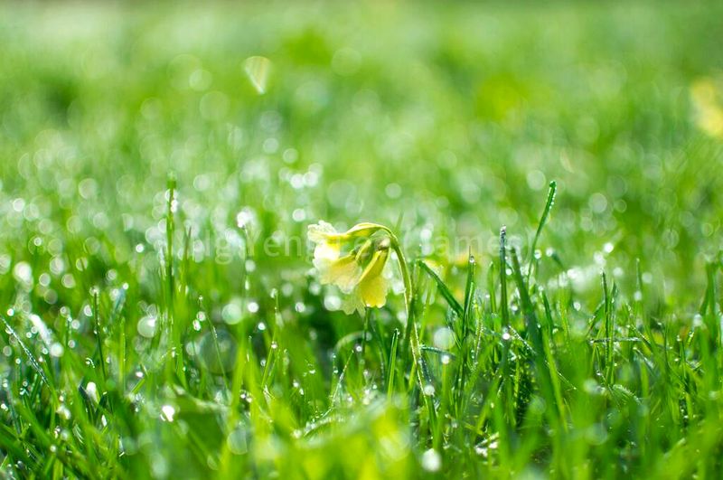 4 Bed Bungalow (Landed) for Sale in  Keng Chin Road - Image 2