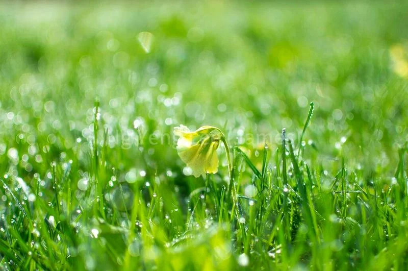 4 Bed Bungalow (Landed) for Sale in  Keng Chin Road - Image 6