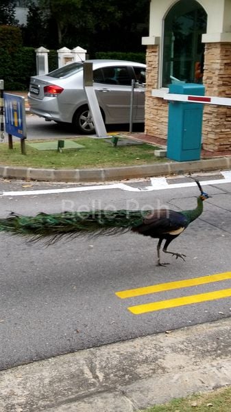 6 Bed Cluster House (Landed) for Rent in  Cove Drive - Image 2