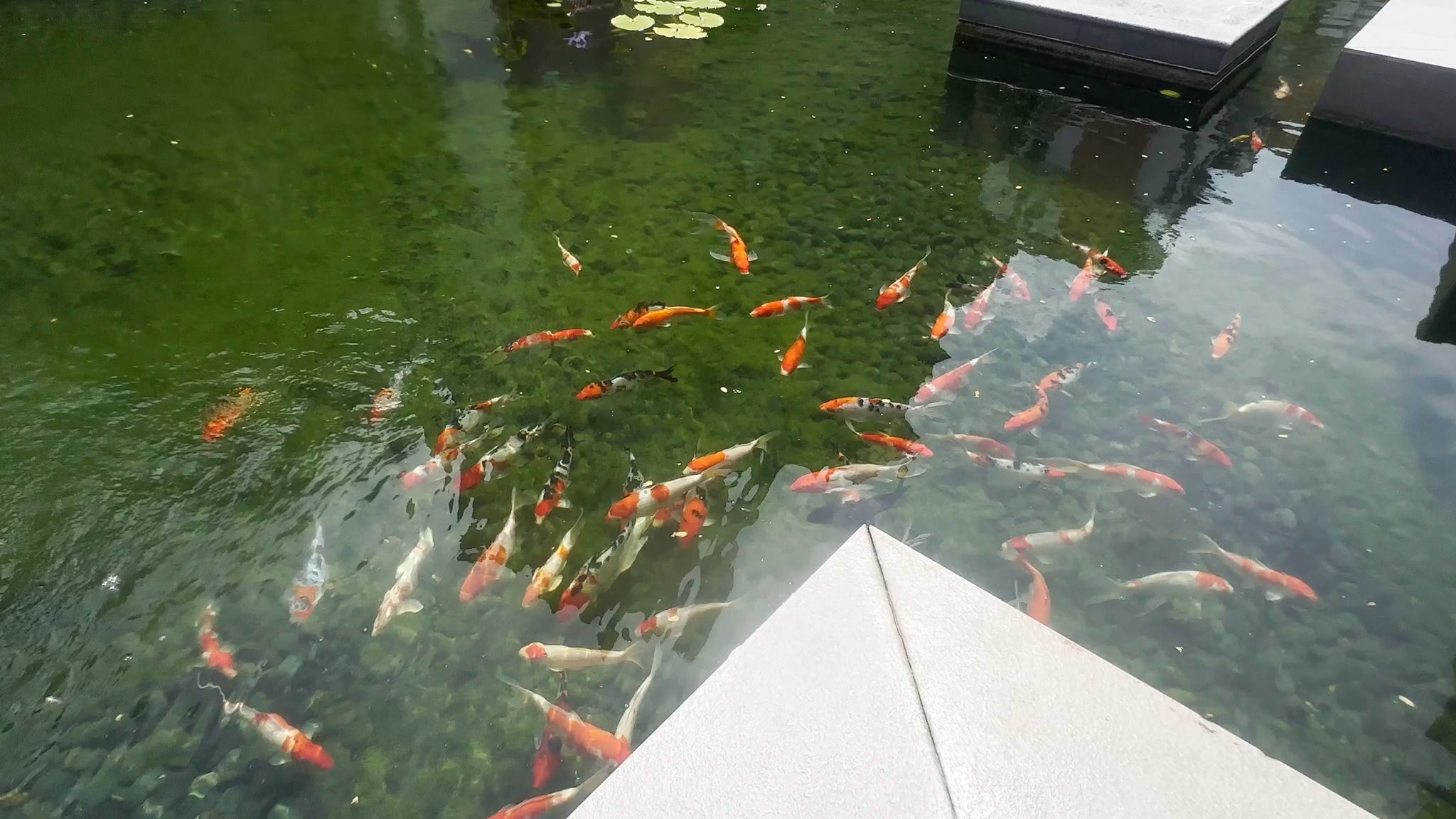 2 Bed Condo for Rent in  Terrasse - Image 11