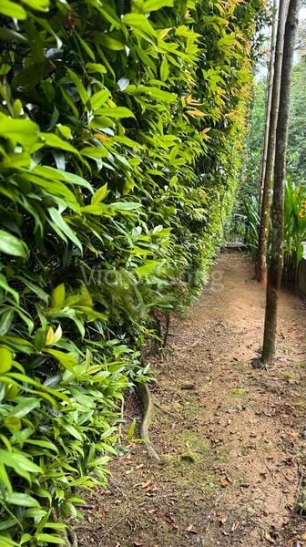 5 Bed Bungalow (Landed) for Sale in  Leedon Park - Image 2