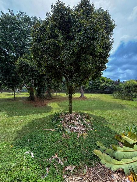 5 Bed Terraced House (Landed) for Sale in  Haig Road - Image 6