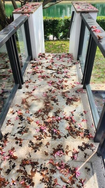 6 Bed Bungalow (Landed) for Rent in  Ocean Drive - Image 7