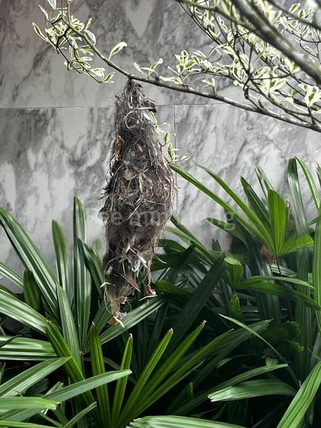 6 Bed Bungalow (Landed) for Sale in  Braddell Heights Estate - Image 1