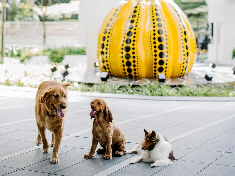 4 Bed Condo for Rent in Ardmore Residence - Image 7