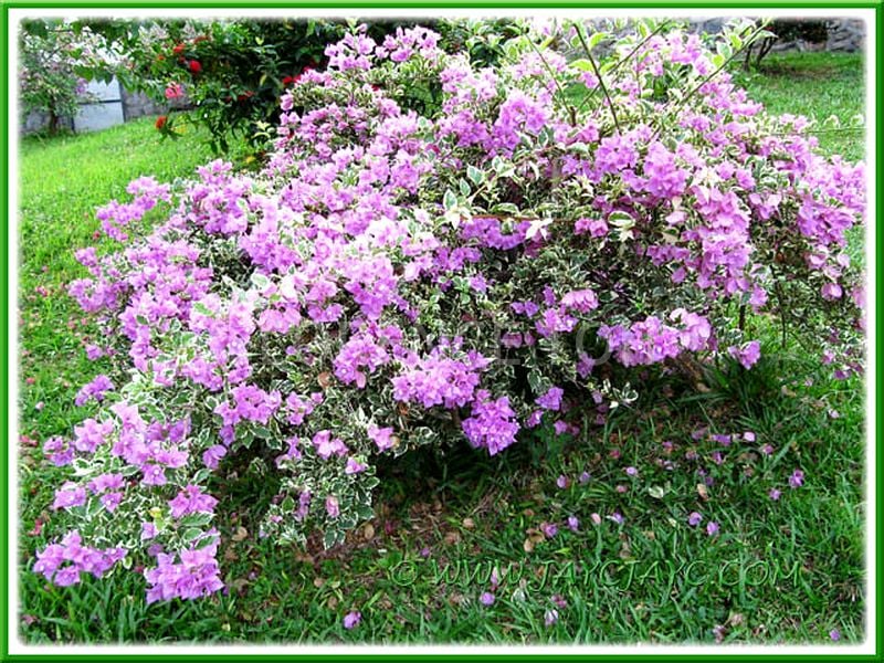 Premium HDB for Rent in  6A Boon Tiong Road - Image 12