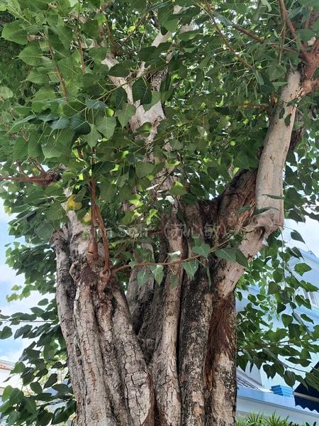 Shop / Shophouse for Rent: 530 Serangoon Road - Image 2