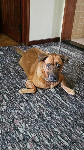 Room (HDB) for Rent in  805 Woodlands Street 81 - Image 2
