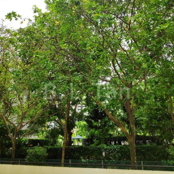 3 Bed Condo for Rent in  Dormer Park - Image 13