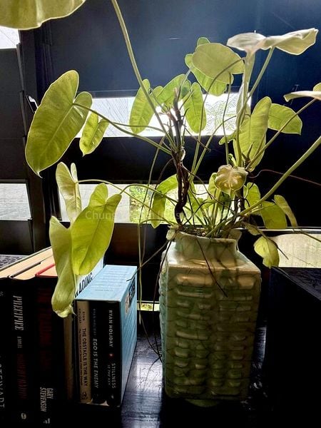 4 Bed Cluster House (Landed) for Sale in  Mont Timah - Image 13