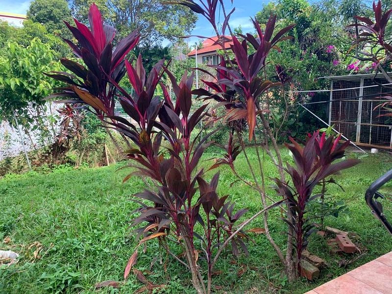 5 Bed Corner Terrace (Landed) for Sale in  Concorde Hotel And Shopping Mall - Image 2