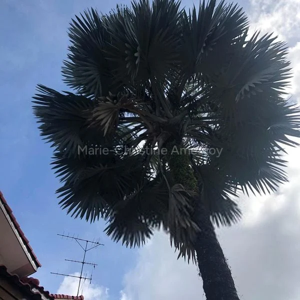 5 Bed Bungalow (Landed) for Rent in  East Coast Park - Image 15