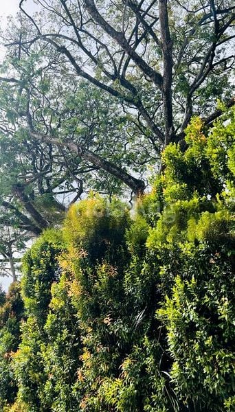 6 Bed Bungalow (Landed) for Sale in  Bin Tong Park - Image 5