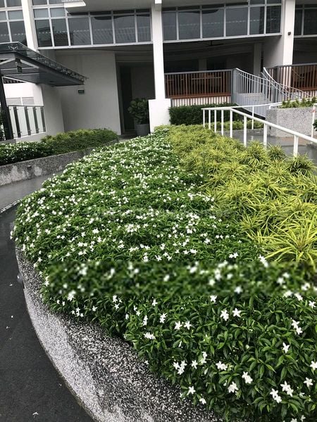 Room (Condo) for Rent in  Queens Peak - Image 9