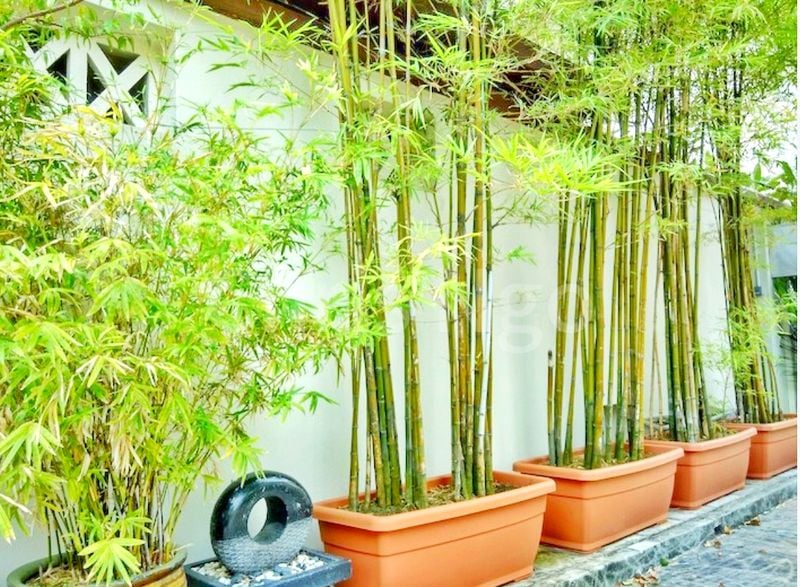 4 Bed Conservation House (Landed) for Rent in  Townerville - Image 25